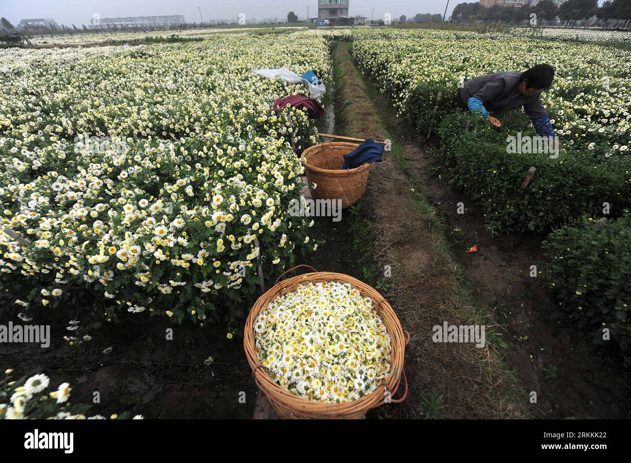 Bildnummer: 56251120  Datum: 05.11.2011  Copyright: imago/Xinhua (111105) -- TONGXIANG, Nov. 5, 2011 (Xinhua) -- Farmers harvest chrysanthemums morifolium in Tongxiang, east China s Zhejiang Province, Nov. 5, 2011. Tongxiang, with some 300-year history of planting chrysanthemums morifolium, is a famous sourceland of the traditional Chinese chrysanthemum tea. (Xinhua/Xu Yu) (zgp) CHINA-TONGXIANG-CHRYSANTHEMUMS MORIFOLIUM-HARVEST (CN) PUBLICATIONxNOTxINxCHN Wirtschaft Landwirtschaft Ernte Teeernte Tee Chrysanthemen Chrysanthementee Fotostory xns x0x 2011 quer      56251120 Date 05 11 2011 Copyri Stock Photo