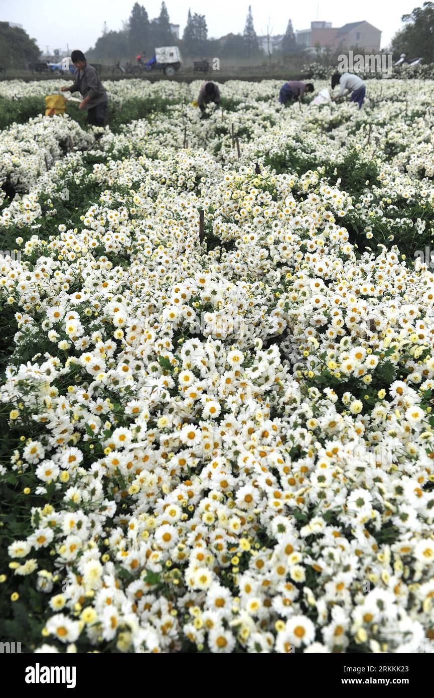 Bildnummer: 56251122  Datum: 05.11.2011  Copyright: imago/Xinhua (111105) -- TONGXIANG, Nov. 5, 2011 (Xinhua) -- Farmers harvest chrysanthemums morifolium in Tongxiang, east China s Zhejiang Province, Nov. 5, 2011. Tongxiang, with some 300-year history of planting chrysanthemums morifolium, is a famous sourceland of the traditional Chinese chrysanthemum tea. (Xinhua/Xu Yu) (zgp) CHINA-TONGXIANG-CHRYSANTHEMUMS MORIFOLIUM-HARVEST (CN) PUBLICATIONxNOTxINxCHN Wirtschaft Landwirtschaft Ernte Teeernte Tee Chrysanthemen Chrysanthementee Fotostory xns x0x 2011 hoch      56251122 Date 05 11 2011 Copyri Stock Photo