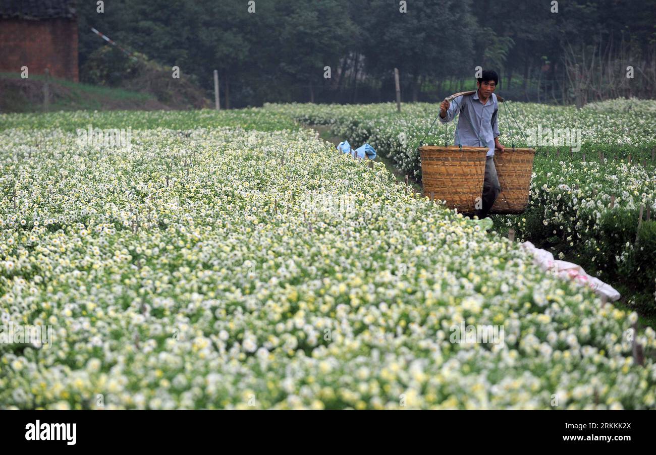 Bildnummer: 56251121  Datum: 05.11.2011  Copyright: imago/Xinhua (111105) -- TONGXIANG, Nov. 5, 2011 (Xinhua) -- Farmers harvest chrysanthemums morifolium in Tongxiang, east China s Zhejiang Province, Nov. 5, 2011. Tongxiang, with some 300-year history of planting chrysanthemums morifolium, is a famous sourceland of the traditional Chinese chrysanthemum tea. (Xinhua/Xu Yu) (zgp) CHINA-TONGXIANG-CHRYSANTHEMUMS MORIFOLIUM-HARVEST (CN) PUBLICATIONxNOTxINxCHN Wirtschaft Landwirtschaft Ernte Teeernte Tee Chrysanthemen Chrysanthementee Fotostory xns x0x 2011 quer      56251121 Date 05 11 2011 Copyri Stock Photo