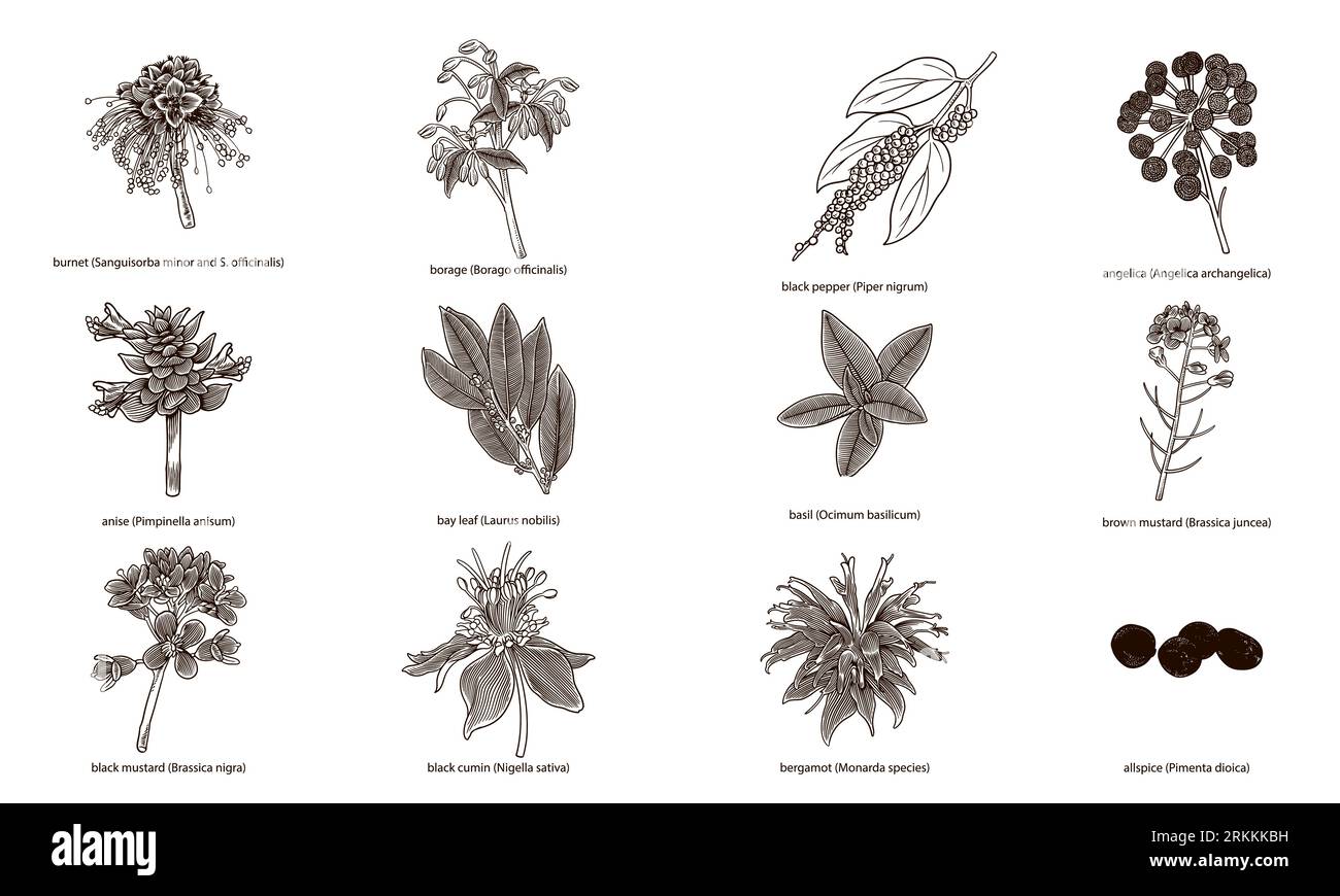 Set of hand drawn herbs and spices isolated on white background Stock ...