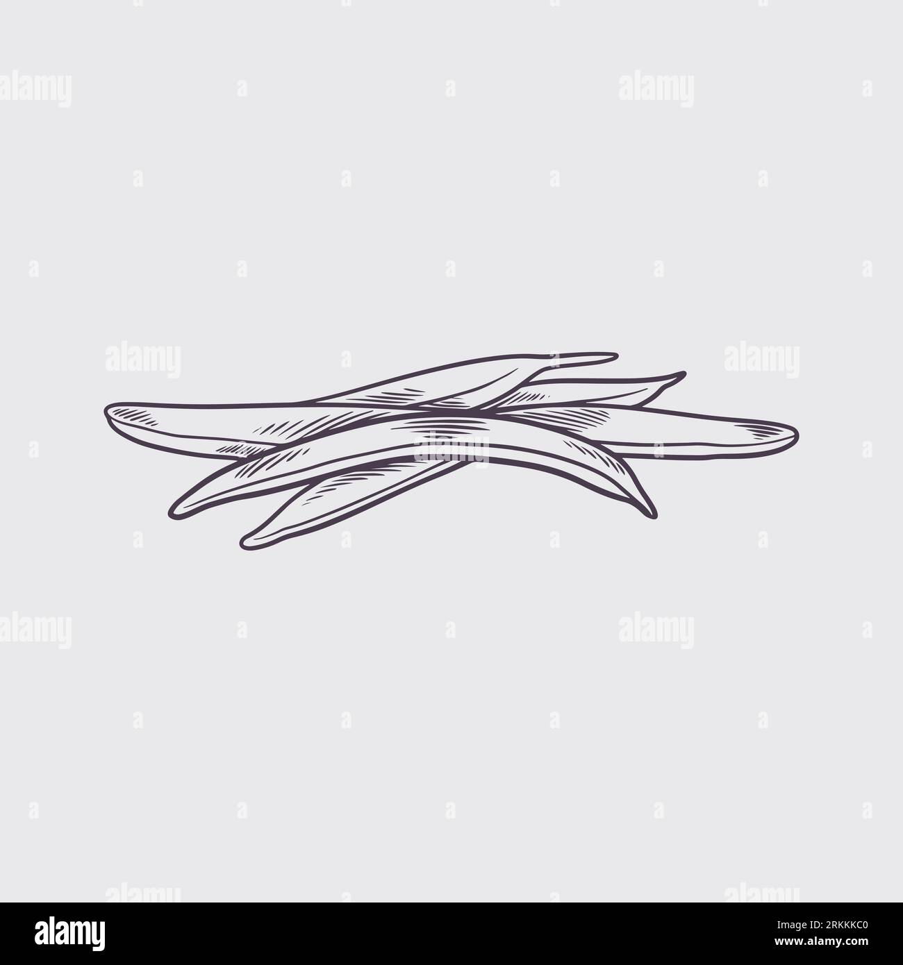 French green beans vintage engraving hand drawn sketch style Stock