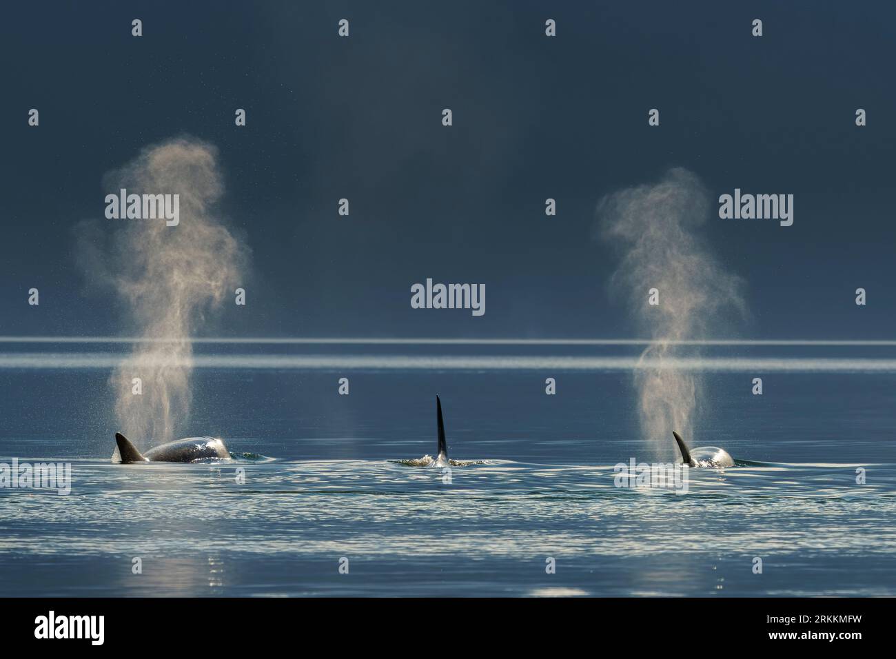 Biggs Killer Whales travelling in Knight Inlet, Stock Photo