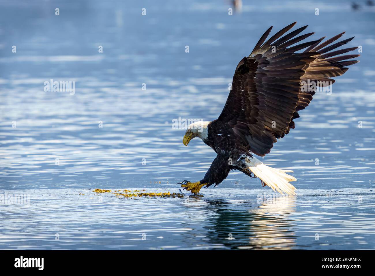 Bald Eagle (Haliaeetus leucocephalus) catching herring just on the waterline, Broughton Archipelago, First Nations Territory, Traditional Territories Stock Photo