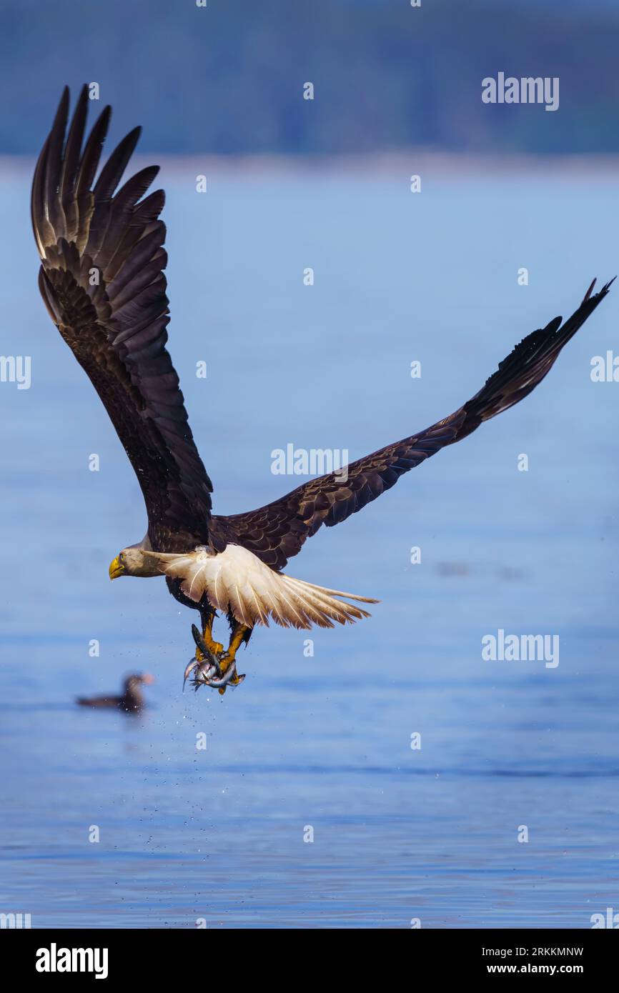 Adult Bald eagle (Haliaeetus leucocephalus) with herring in its talons flying over a rhinoceros auklet (Cerorhinca monocerata) in the  Broughton Archi Stock Photo