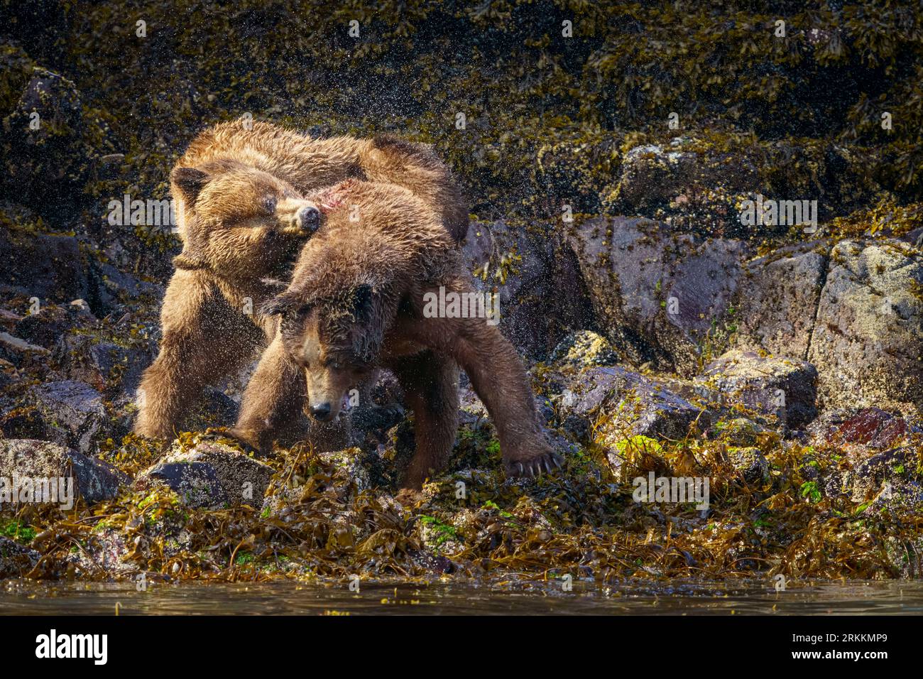 Two large male grizzly bears (Ursus arctos horribilies) fighting over a female along the low tideline near Glendale Cove in Knight Inlet, First Nation Stock Photo