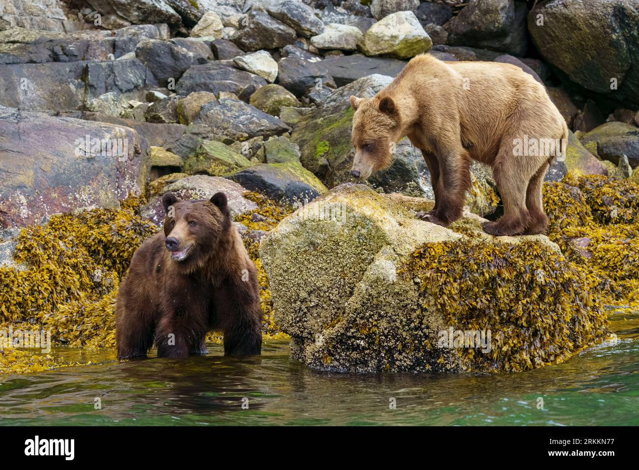 Male and female grizzly bear (Ursus arctos horribilies) foraging along the low tideline near Glendale Cove in Knight Inlet, First Nations Territory, T Stock Photo