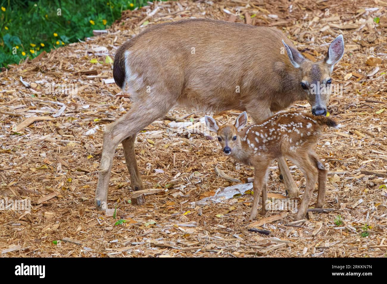 Female black-tailed deer with newly born fawn in 'The Artists Point' garden, Hyde Creek, Northern Vancouver Island, First Nations Territory, Tradition Stock Photo