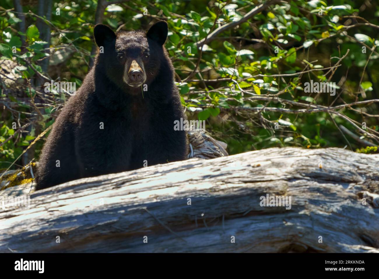 Black bear (Ursus americanus) peeking over a large log in Knight Inlet, First Nations Territory, Traditional Territories of the Kwakwaka'wakw People, Stock Photo