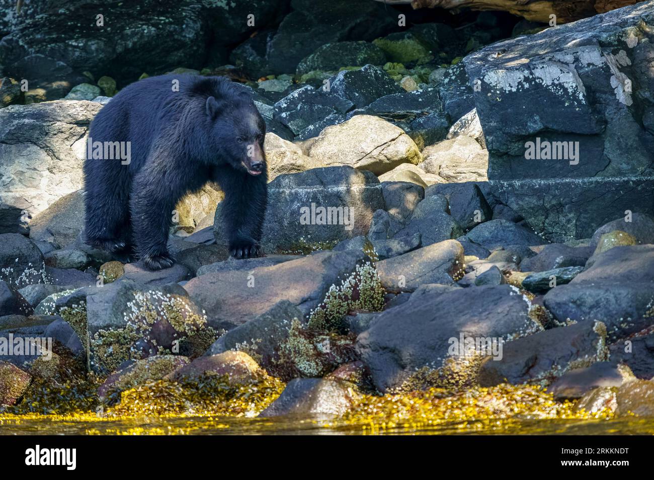 Black bear (Ursus americanus) walking along the low tide line in search of sea food in the Broughton Archipelago, First Nations Territory, Traditional Stock Photo