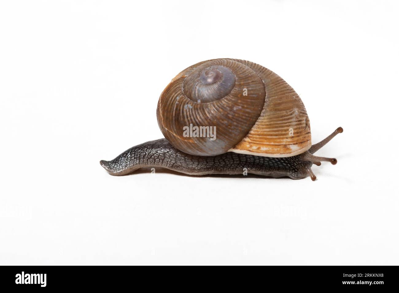 Snail on a white background Stock Photo - Alamy