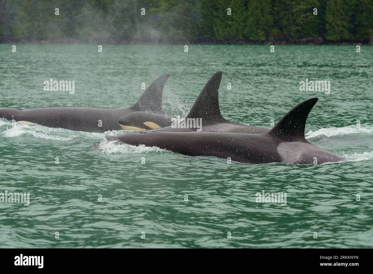 Pod of Biggs Killer Whales (Orcinus orca), T046B travelling in in Knight Inlet, First Nations Territory, Traditional Territories of the Kwakwaka'wakw Stock Photo