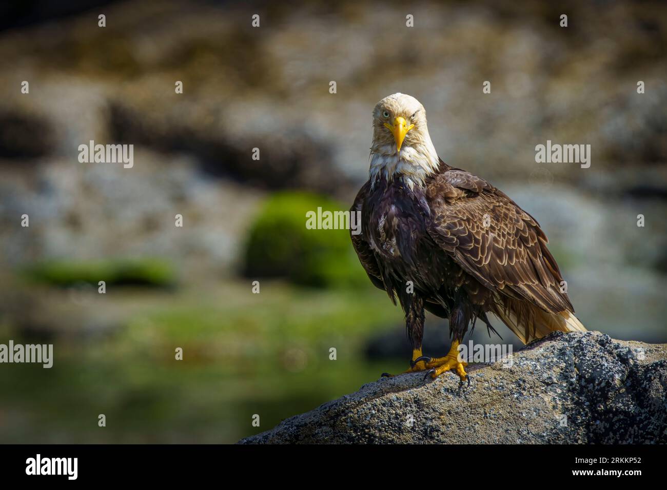 Bald eagle (Haliaeetus leucocephalus) sitting at low tide close to the water, Broughton Archipelago, First Nations Territory, Traditional Territories Stock Photo