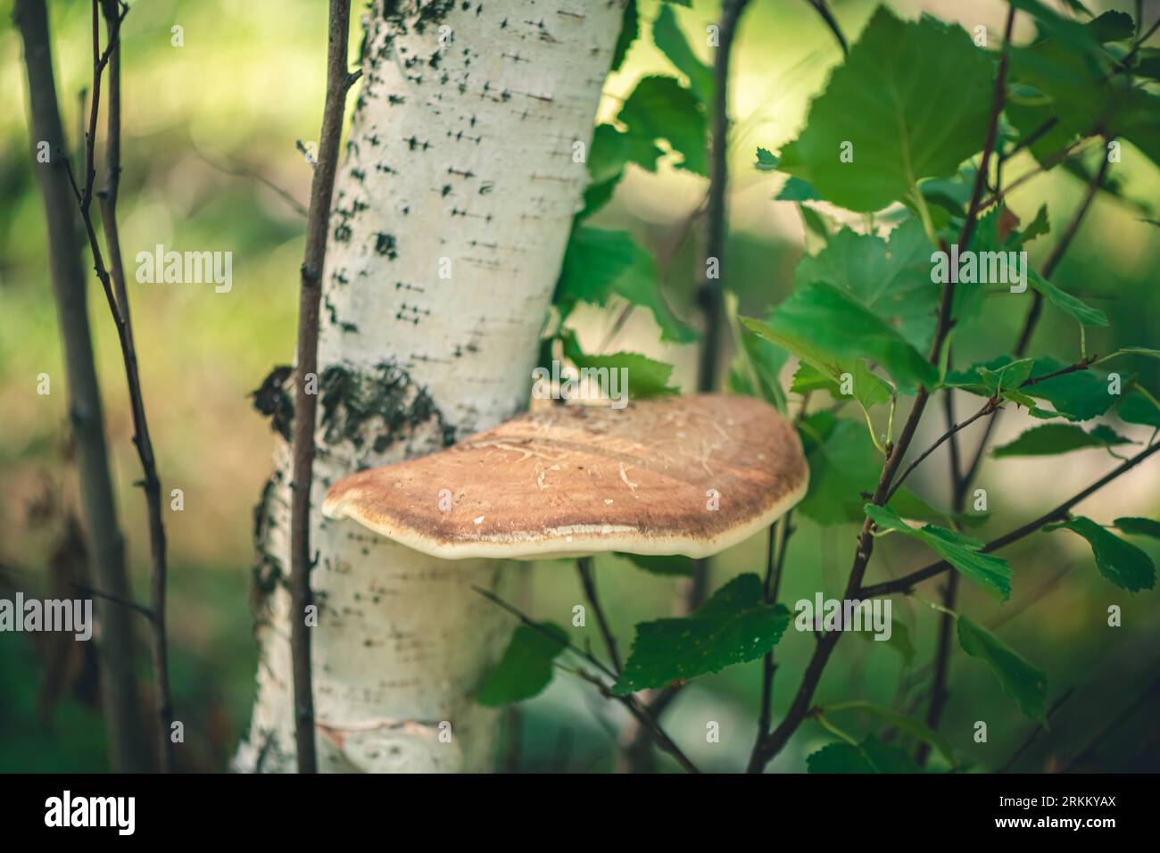 Birch mulberry grows on birch Stock Photo