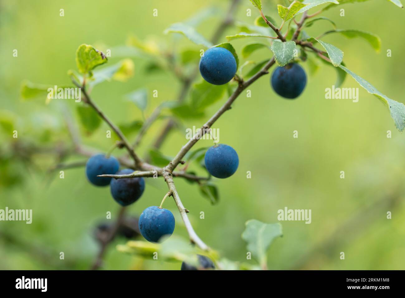 Sloe fruits on a blackthorn  (Prunus spinosa) plant. Stock Photo