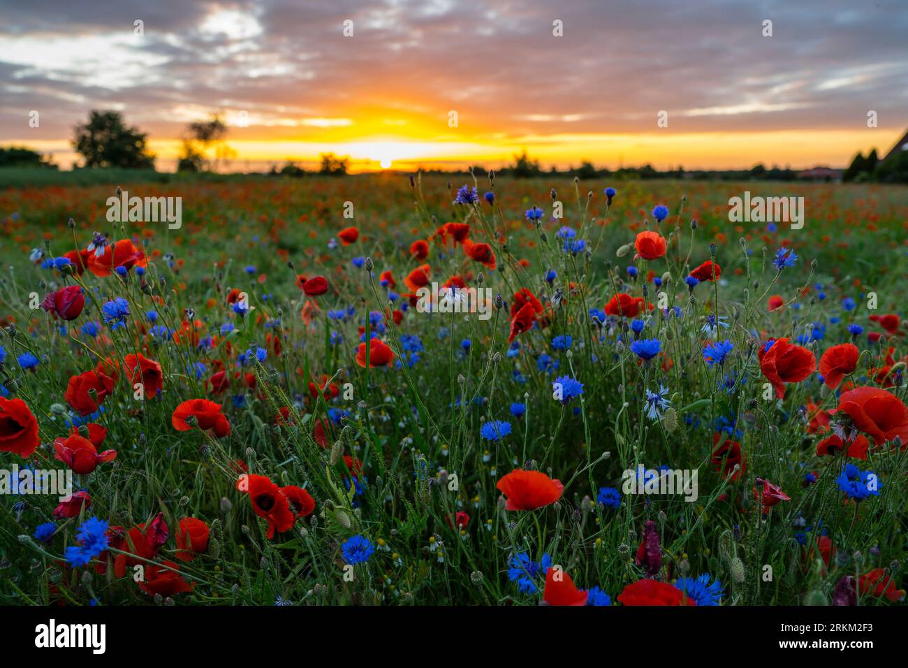 Poppy fields landscape with poppies Stock Photo Alamy