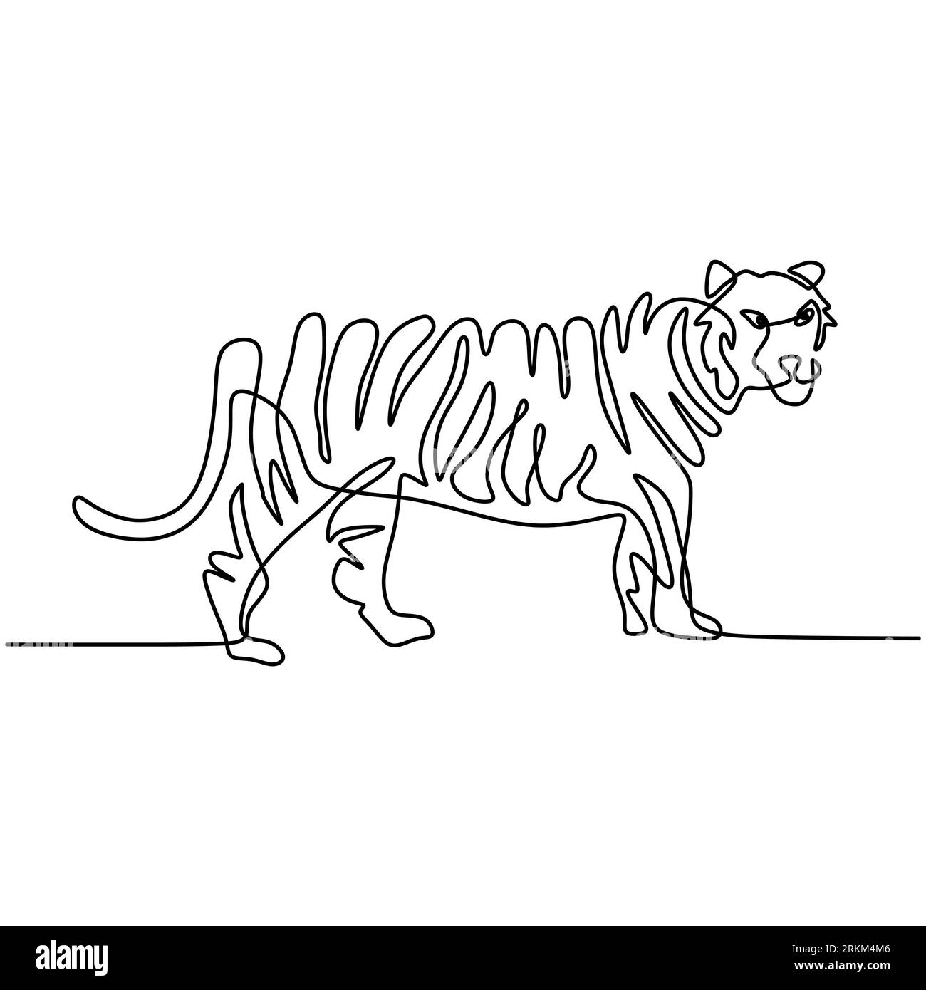Continuous one line drawing of Tiger walking Stock Vector Image & Art