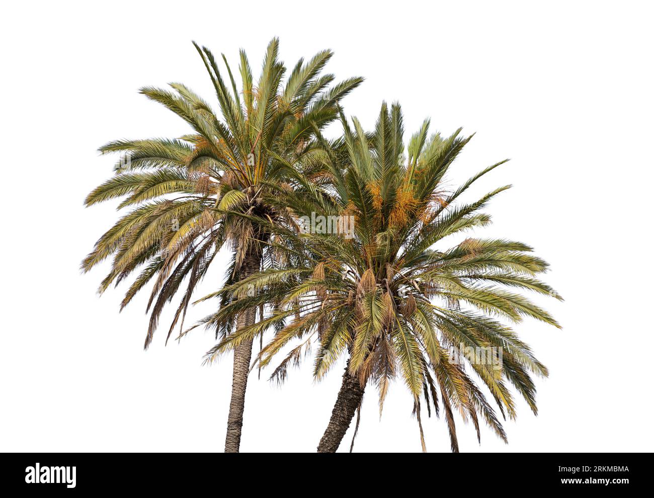 Palm trees isolated on white background Stock Photo