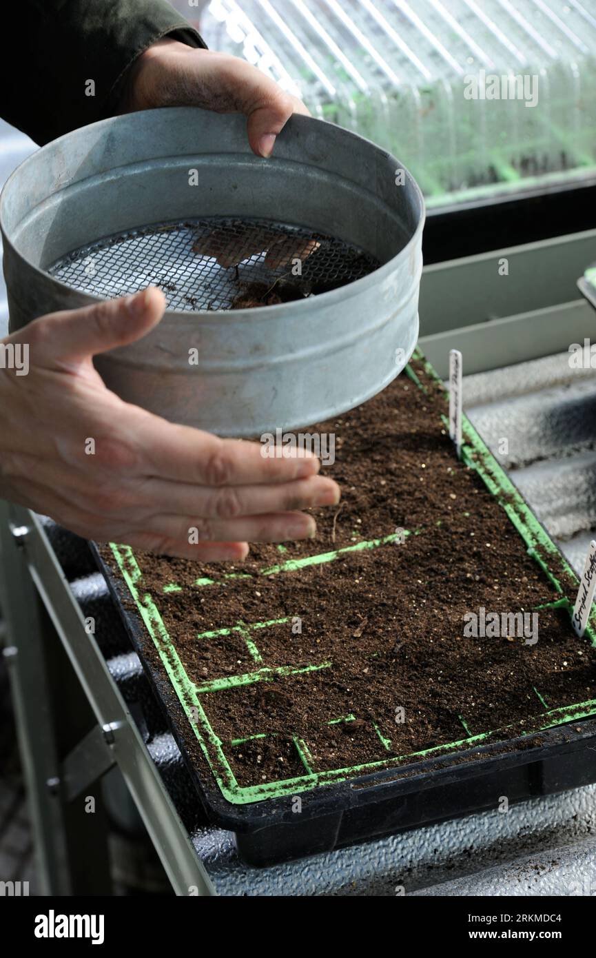 Sifting a thin layer of compost after sowing Gardener's Delight tomato