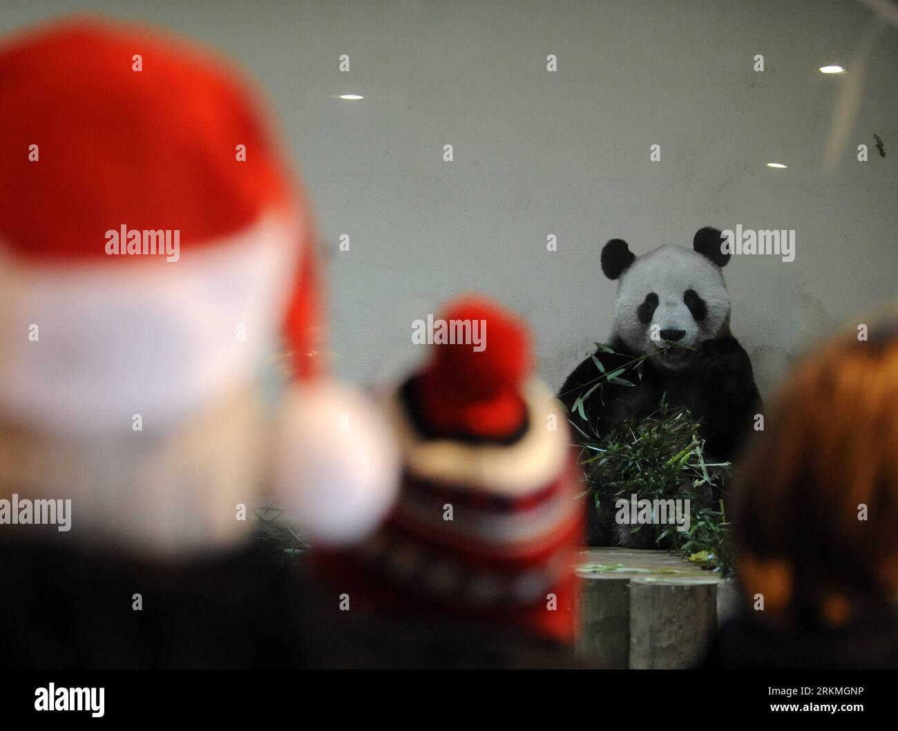 Edinburgh zoo giant pandas hi-res stock photography and images - Alamy