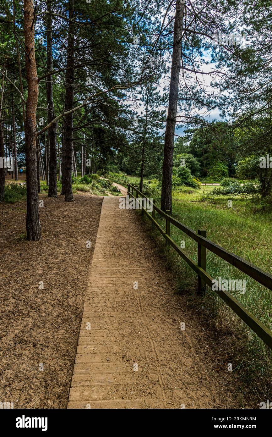 One of the boardwalks leading through the pine trees at Wells-Next-Sea in Norfolk, taken 14th Aug 2023. Stock Photo
