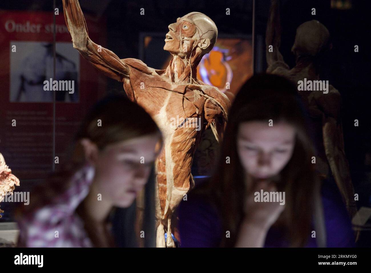 Bildnummer: 56874529  Datum: 12.01.2012  Copyright: imago/Xinhua (120112)-- AMSTERDAM, Jan. 12, 2012 (Xinhua) -- Visitors watch the bodies at the Body Worlds exhibition in Amsterdam, the Netherlands, on Jan. 12, 2012. The original anatomical exhibition, displaying authentic human bodies of donors, opened here Thuresday. (Xinhua/Rich Nederstigt) NETHERLANDS-AMSTERDAM-BODY SPECIMEN-EXHIBITON PUBLICATIONxNOTxINxCHN Kultur Ausstellung Plastination Körperwelten premiumd xns x0x 2012 quer      56874529 Date 12 01 2012 Copyright Imago XINHUA  Amsterdam Jan 12 2012 XINHUA Visitors Watch The Bodies AT Stock Photo