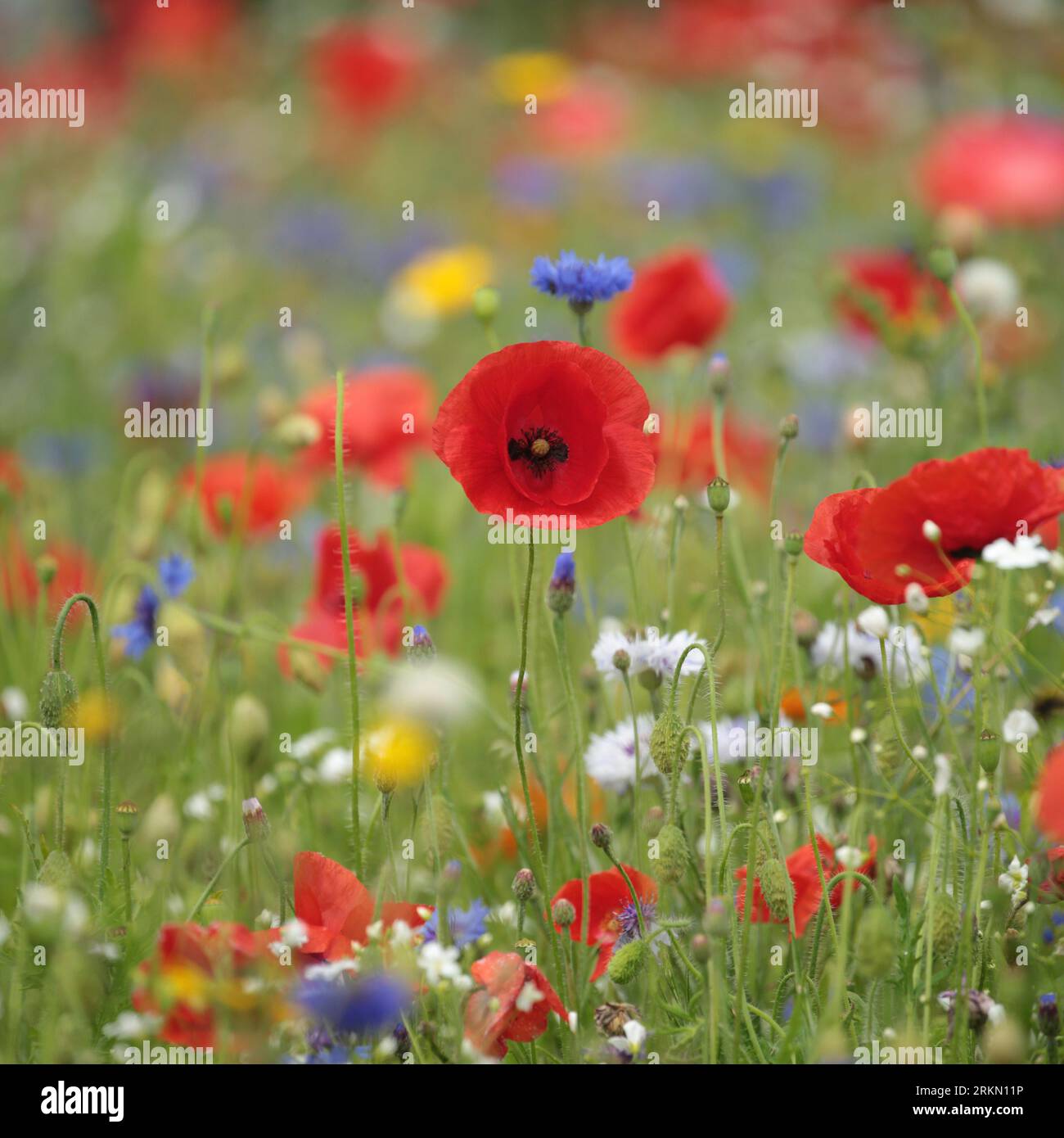 Poppies and meadow flowers Stock Photo - Alamy