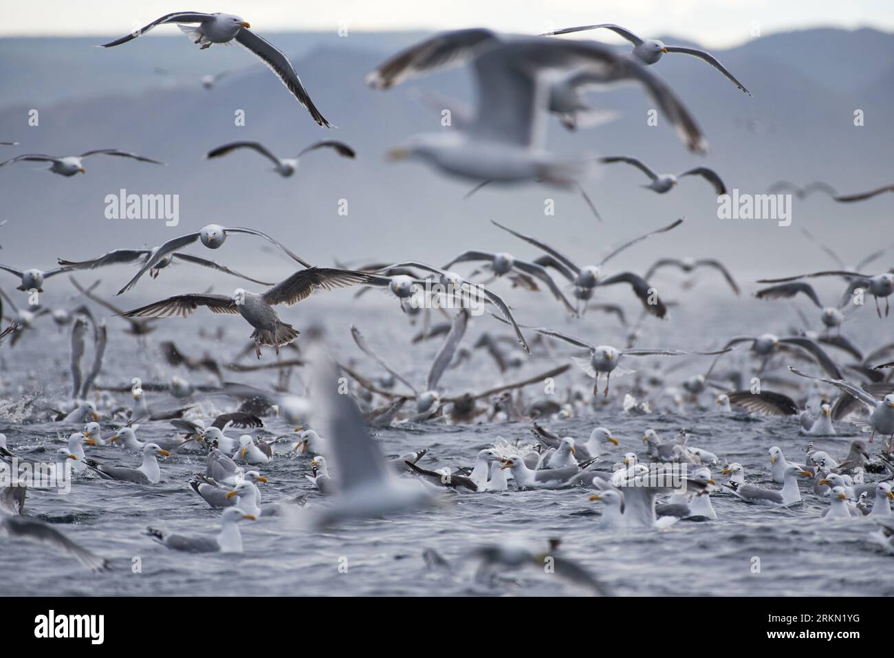 Thick flock of seagulls swarming over Arctic Ocean in the mouth of Kamoyfjorden in Northern Norway in feeding frenzy catching capelin from the surface Stock Photo