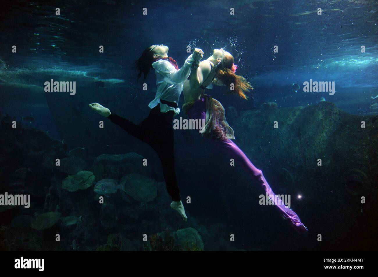 Bildnummer: 56975225  Datum: 27.01.2012  Copyright: imago/Xinhua (120127) -- ISTANBUL, Jan. 27, 2012 (Xinhua) -- Members of British Aquabatix group perform inside an aquarium during the Love story of the mermaid underwater theater show at Turkuazoo Aquarium center in Istanbul, Turkey, Jan. 27, 2012. The show will be presented till Jan. 29. (Xinhua/Ma Yan) TURKEY-ISTANBUL-UNDER WATER-PERFORMENCE PUBLICATIONxNOTxINxCHN Gesellschaft Entertainment Unterwasser Meerjungfrau Performance xda x0x 2012 quer      56975225 Date 27 01 2012 Copyright Imago XINHUA  Istanbul Jan 27 2012 XINHUA Members of Brit Stock Photo