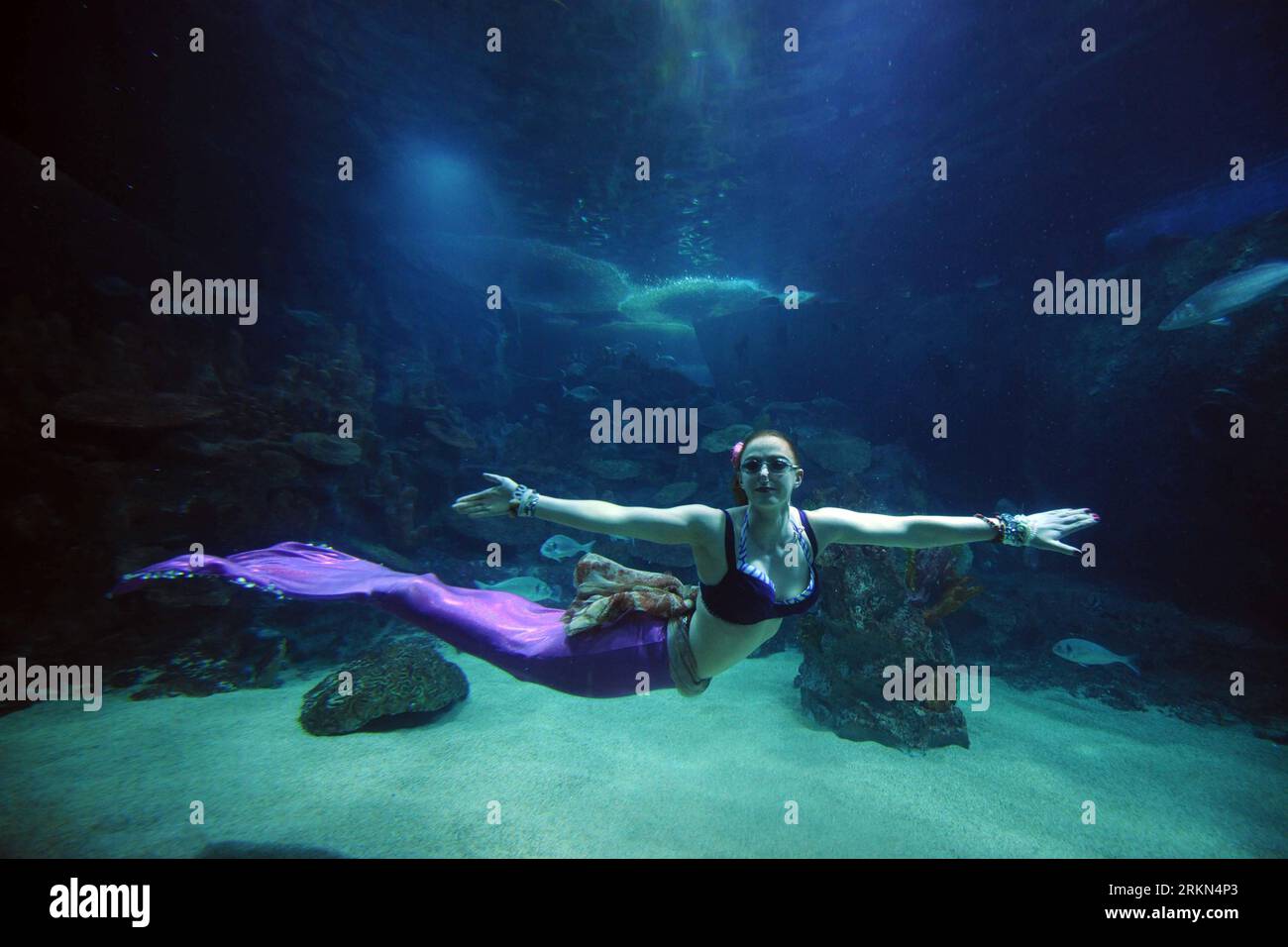 Bildnummer: 56975227  Datum: 27.01.2012  Copyright: imago/Xinhua (120127) -- ISTANBUL, Jan. 27, 2012 (Xinhua) -- A member of British Aquabatix group performs inside an aquarium during the Love story of the mermaid underwater theater show at Turkuazoo Aquarium center in Istanbul, Turkey, Jan. 27, 2012. The show will be presented till Jan. 29. (Xinhua/Ma Yan) TURKEY-ISTANBUL-UNDER WATER-PERFORMENCE PUBLICATIONxNOTxINxCHN Gesellschaft Entertainment Unterwasser Meerjungfrau Performance xda x0x 2012 quer      56975227 Date 27 01 2012 Copyright Imago XINHUA  Istanbul Jan 27 2012 XINHUA a member of B Stock Photo