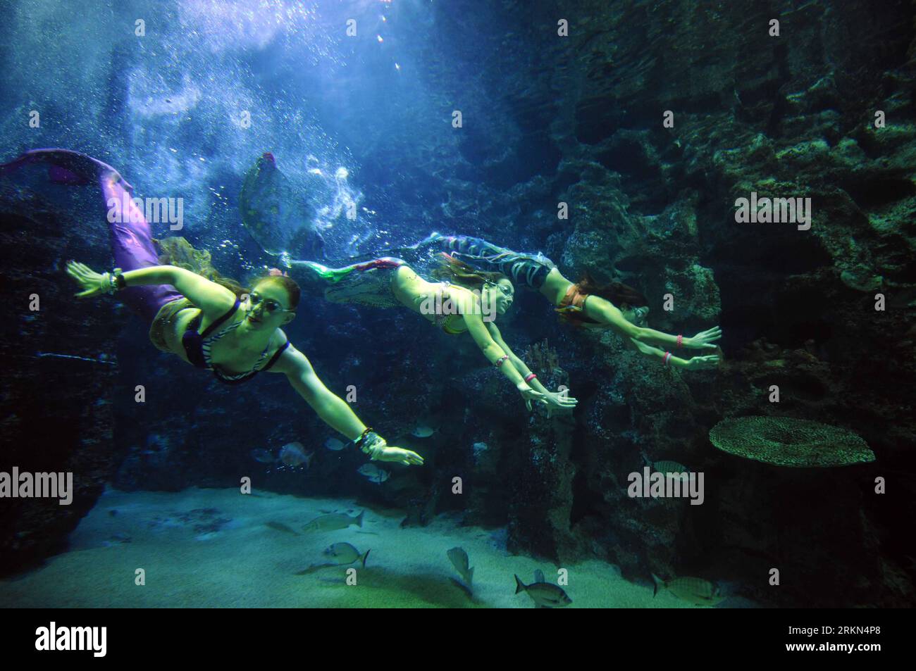 Bildnummer: 56975226  Datum: 27.01.2012  Copyright: imago/Xinhua (120127) -- ISTANBUL, Jan. 27, 2012 (Xinhua) -- Members of British Aquabatix group perform inside an aquarium during the Love story of the mermaid underwater theater show at Turkuazoo Aquarium center in Istanbul, Turkey, Jan. 27, 2012. The show will be presented till Jan. 29. (Xinhua/Ma Yan) TURKEY-ISTANBUL-UNDER WATER-PERFORMENCE PUBLICATIONxNOTxINxCHN Gesellschaft Entertainment Unterwasser Meerjungfrau Performance xda x0x 2012 quer      56975226 Date 27 01 2012 Copyright Imago XINHUA  Istanbul Jan 27 2012 XINHUA Members of Brit Stock Photo