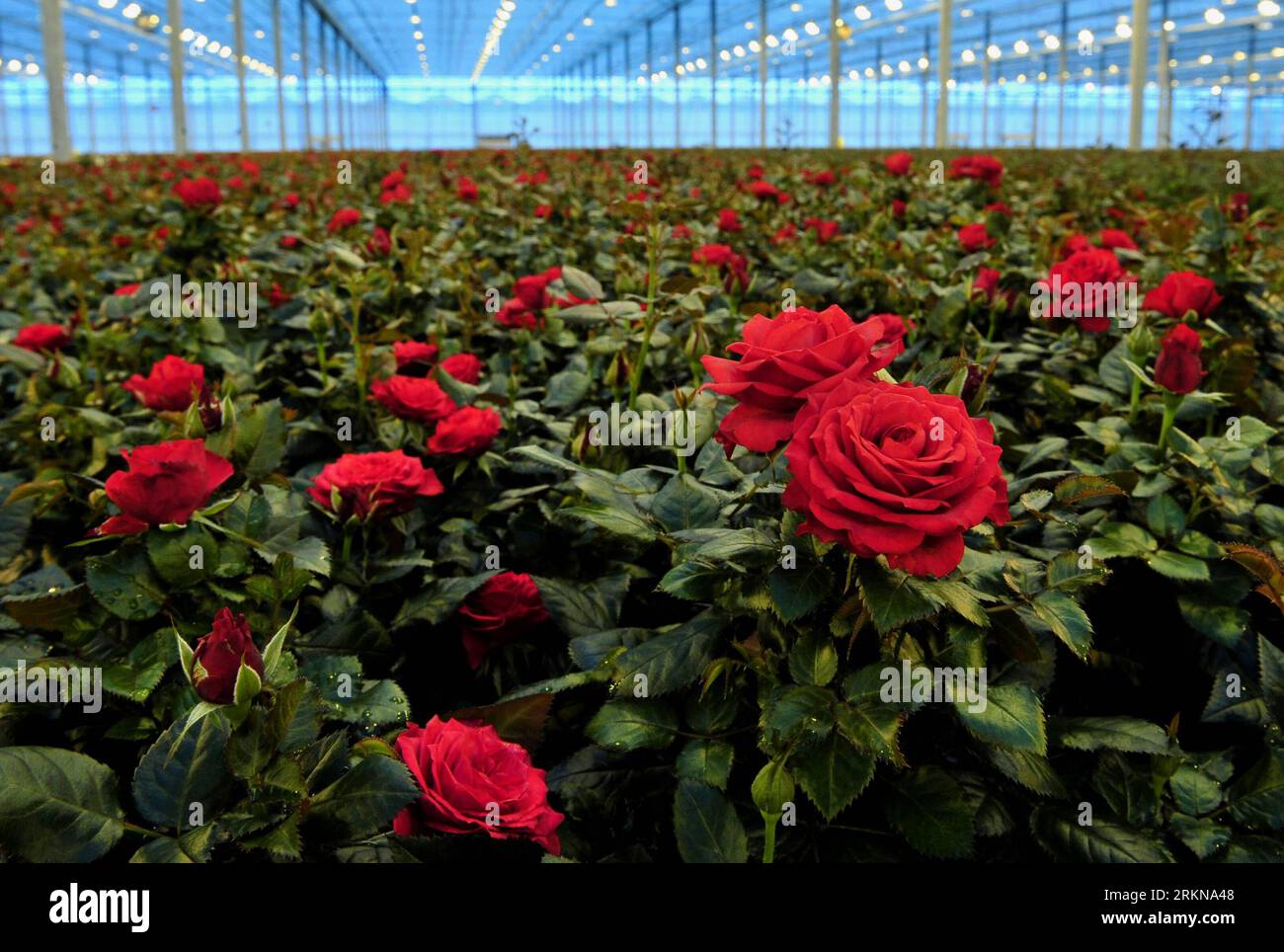 Bildnummer: 57060117  Datum: 12.02.2012  Copyright: imago/Xinhua (120212) -- AALSMEER, Feb. 12, 2012 (Xinhua) -- Roses are seen in an automatic greenhouse in Aaslmeer, the Netherlands, Feb. 8, 2012. FloraHolland flower auction, the world s largest auction organization, processes over 12 billion flowers and plants a year, fulfilling the role of matchmaker, intermediary and knowledge center. Aalsmeer flower auction center is the largest among its six national and international marketplaces respectively in Aalsmeer, Naaldwijk, Rijnsburg, Venlo, Bleiswijk and Eelde. Aalsmeer flower auction center Stock Photo