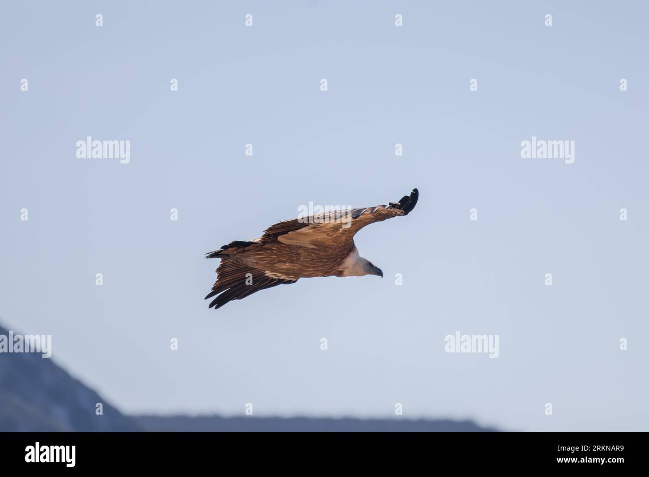 Vautour, Lubéron, France Stock Photo