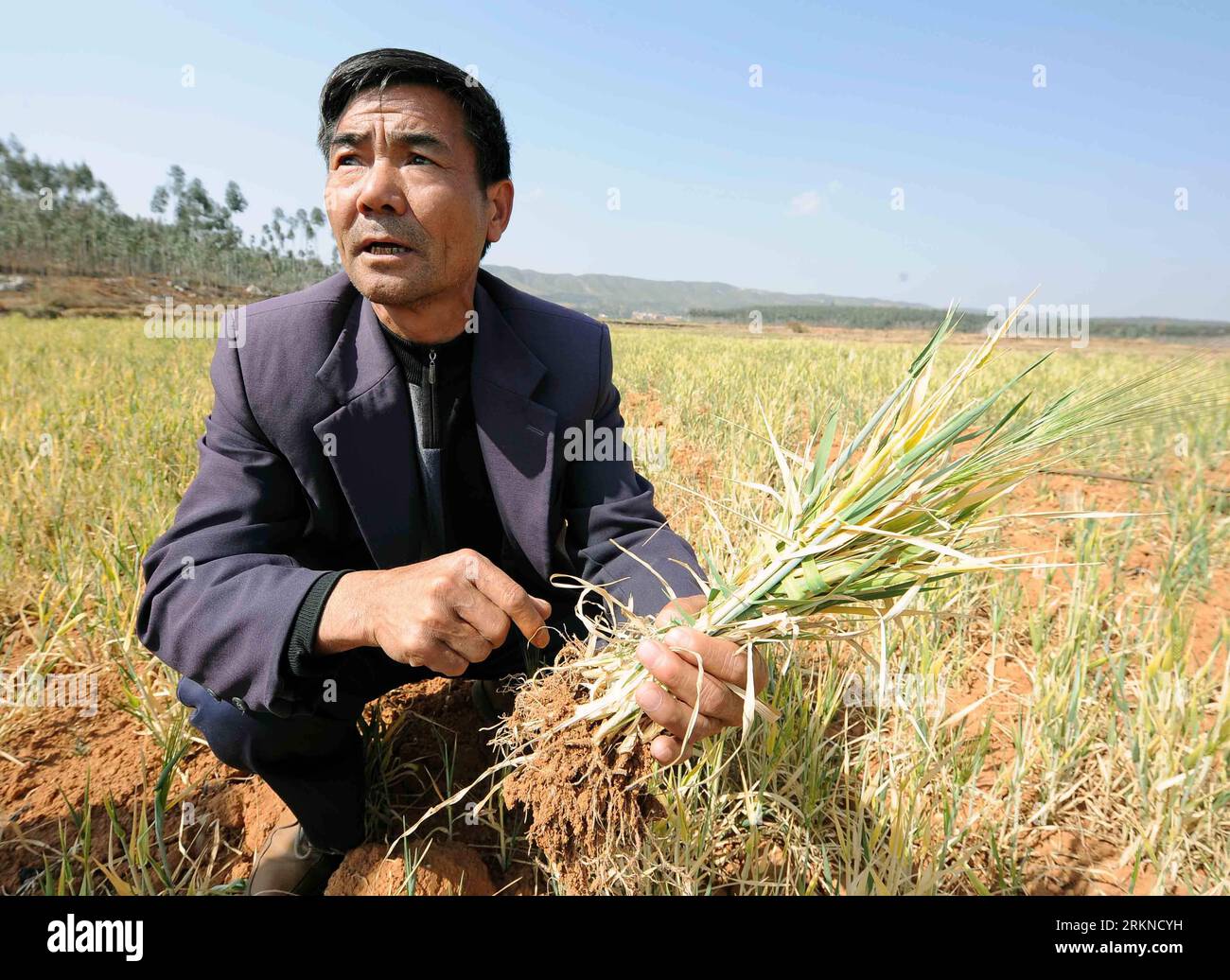 Bildnummer: 57088318  Datum: 17.02.2012  Copyright: imago/Xinhua (120219) -- QUJING, Feb. 19, 2012 (Xinhua) -- Wang Desheng, a local farmer, shows the dried-up wheat at Xiaoji Village of Luliang County in Qujing City, southwest China s Yunnan Province, Feb. 17, 2012. According to latest figures from provincial civil affairs authorities, about 6.31 million in 91 counties in the province have been affected by the drought as of Feb. 16. The drought has left more than 2.42 million and 1.55 million livestock short of drinking water.(Xinhua/Yang Zongyou) (ry) CHINA-YUNNAN-DROUGHT (CN) PUBLICATIONxNO Stock Photo