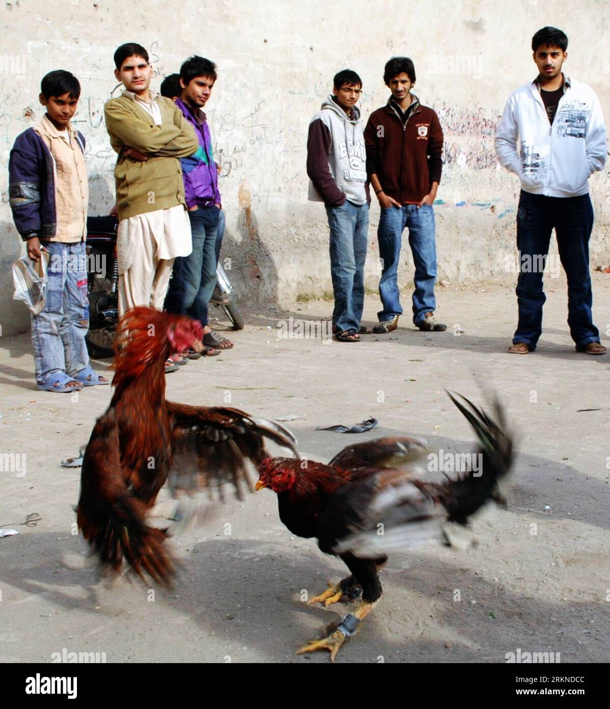 Bildnummer: 57093177  Datum: 20.02.2012  Copyright: imago/Xinhua (120220) -- LAHORE, Feb. 20, 2012 (Xinhua) -- Pakistani men watch a rooster fight in a Christian neighborhood of eastern Pakistan s Lahore on Feb. 20, 2012. Rooster fighting is popular in Pakistan but the fights often take place in quiet residential streets rather than in open grounds as betting is not allowed in public places. (Xinhua/Sajjad) (dzl) PAKISTAN-LAHORE-ROOSTER FIGHT PUBLICATIONxNOTxINxCHN Gesellschaft Tier Hahn Kampf Hahnenkampf xbs x0x 2012 quadrat      57093177 Date 20 02 2012 Copyright Imago XINHUA  Lahore Feb 20 Stock Photo