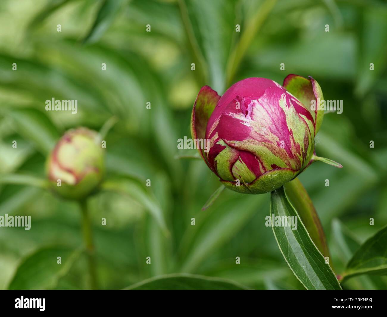 Magenta peony flower bud beginning to bloom in spring. Scientific name: Paeonia. Family: Paeoniaceae. Order: Saxifragales. Kingdom: Plantae. Stock Photo