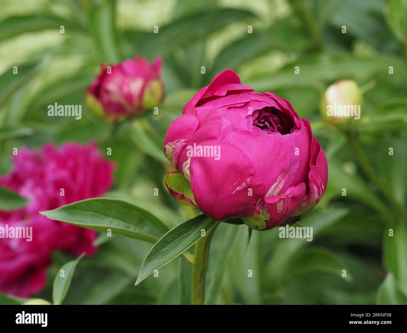 Magenta peony flower bud blooming in spring. Scientific name: Paeonia. Family: Paeoniaceae. Order: Saxifragales. Kingdom: Plantae. Stock Photo