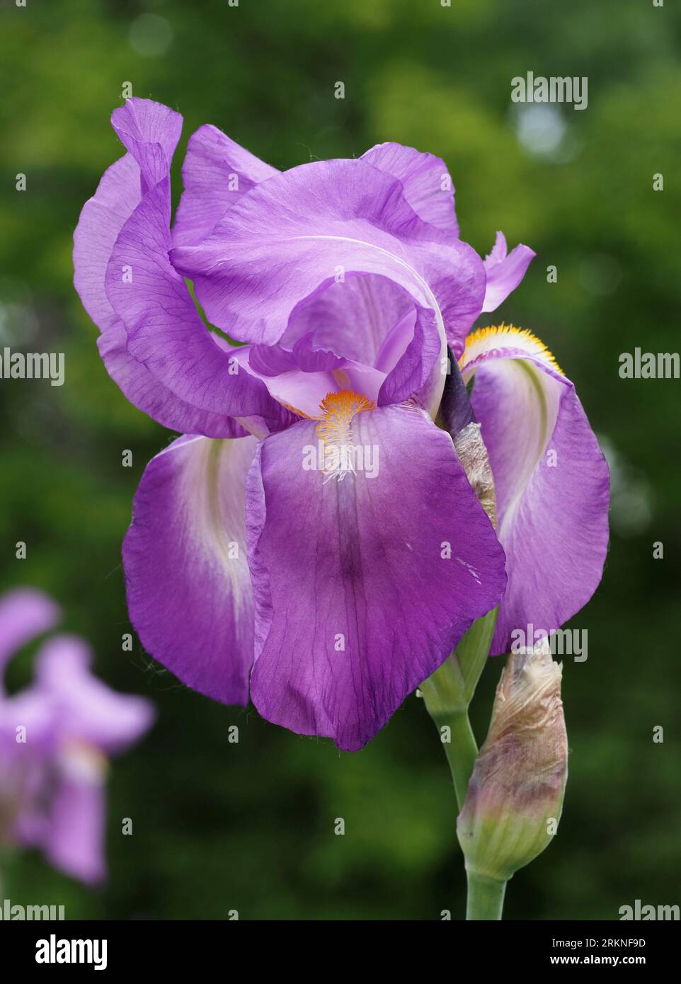 Large purple bearded iris (May). Scientific name: Iridaceae. Higher classification: Asparagales. Kingdom: Plantae. Stock Photo