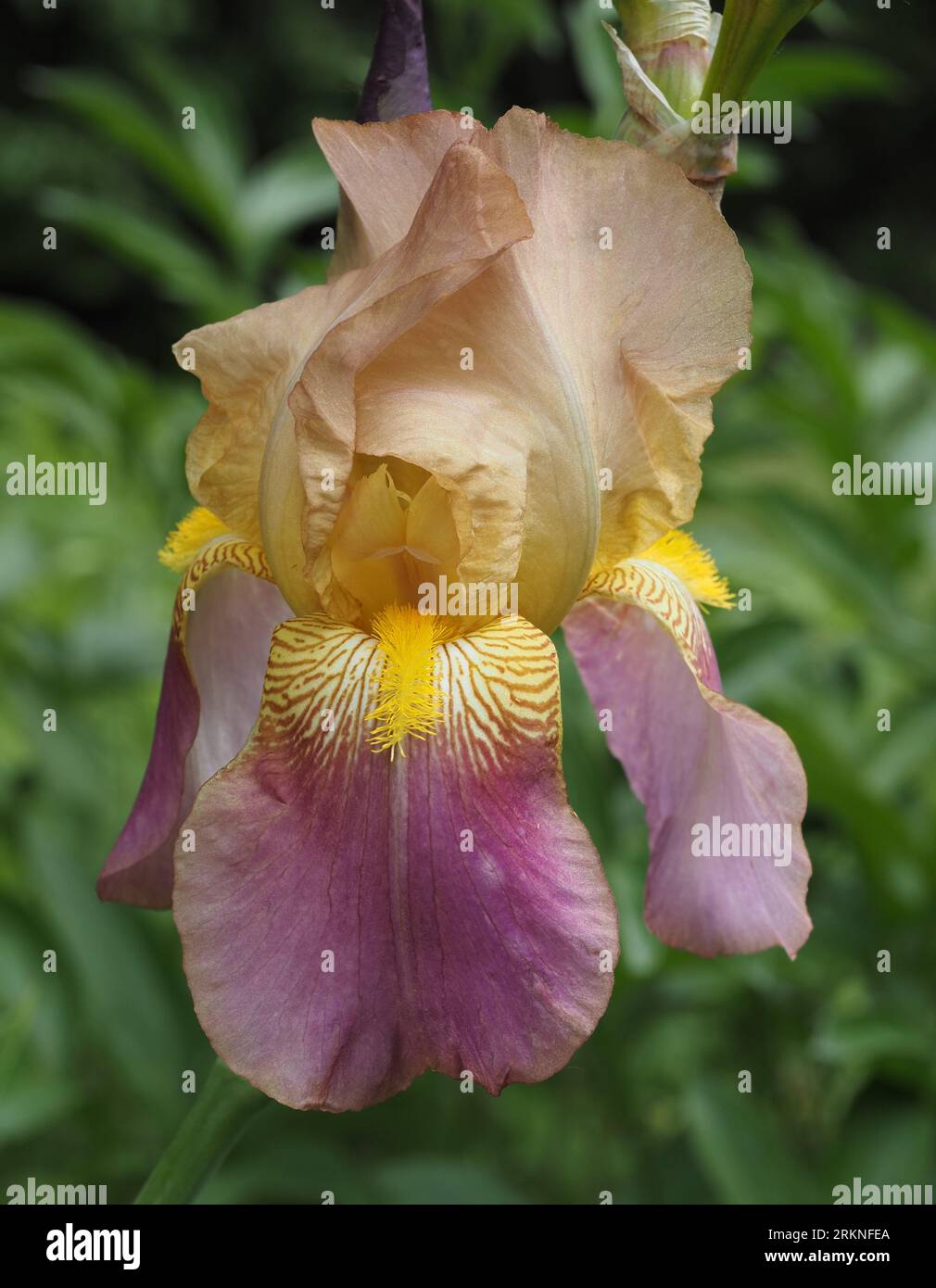 Iris 'Rameses' - Tall bearded iris flower (peach, purple and yellow in color) - Springtime blossom. Scientific name: Iridaceae. Stock Photo