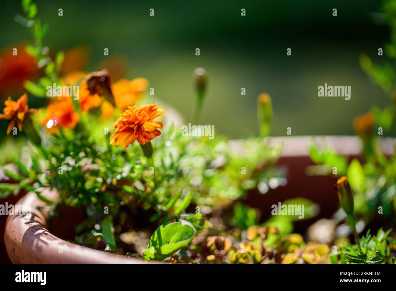 Tagetes patula flowers in brown pot in garden. Stock Photo