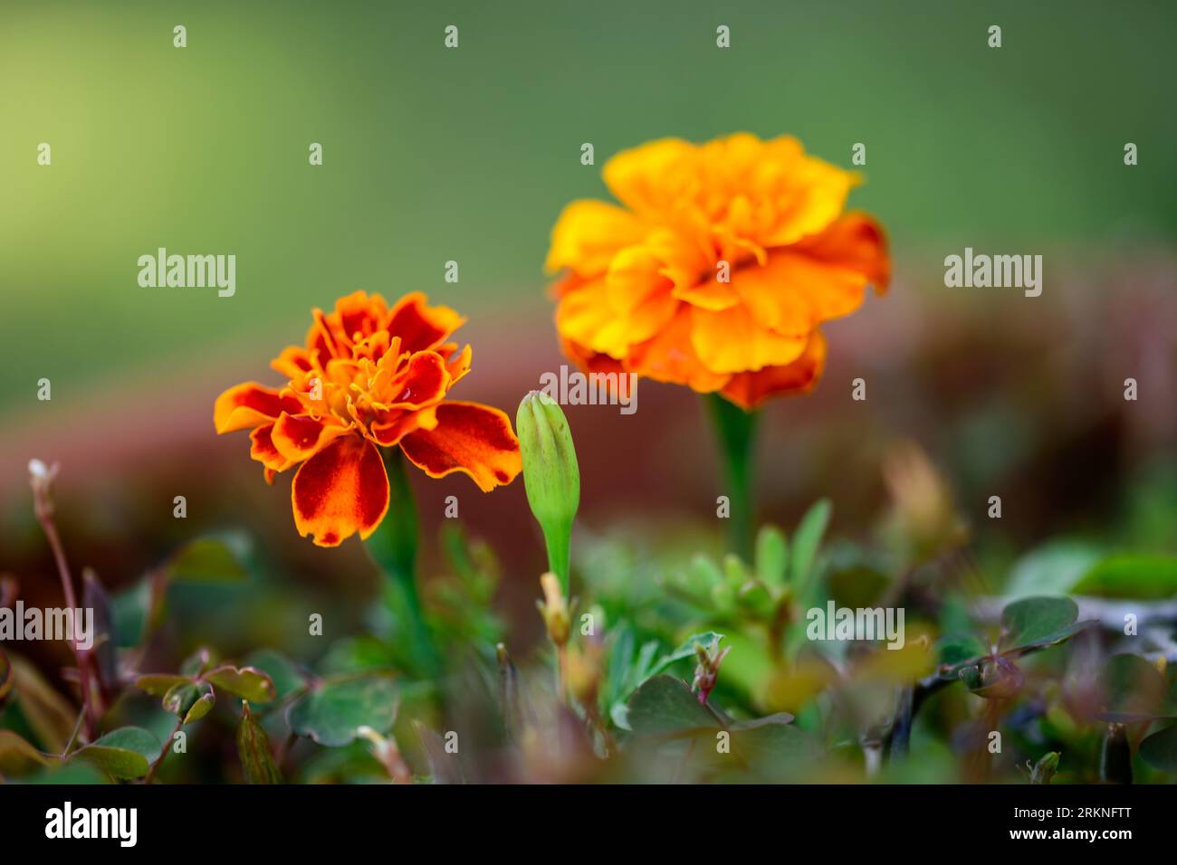 Tagetes patula flowers in brown pot in garden. Stock Photo