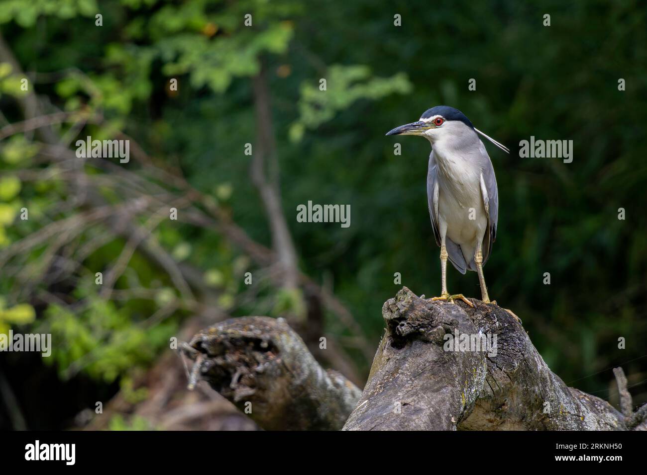 OUR BIRDS, INSECTS, FLOWERS, TREES Stock Photo - Alamy