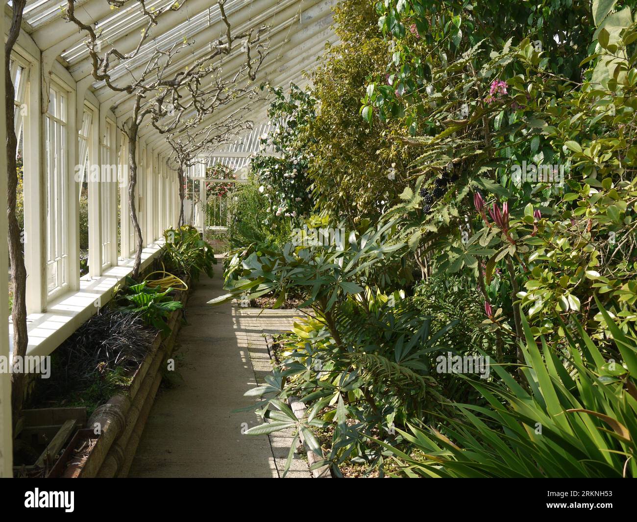 Par, Cornwall, UK - March 26 2022: Shrubs, fruits and climbers inside the Victorian glasshouse at Tregrehan Garden Stock Photo