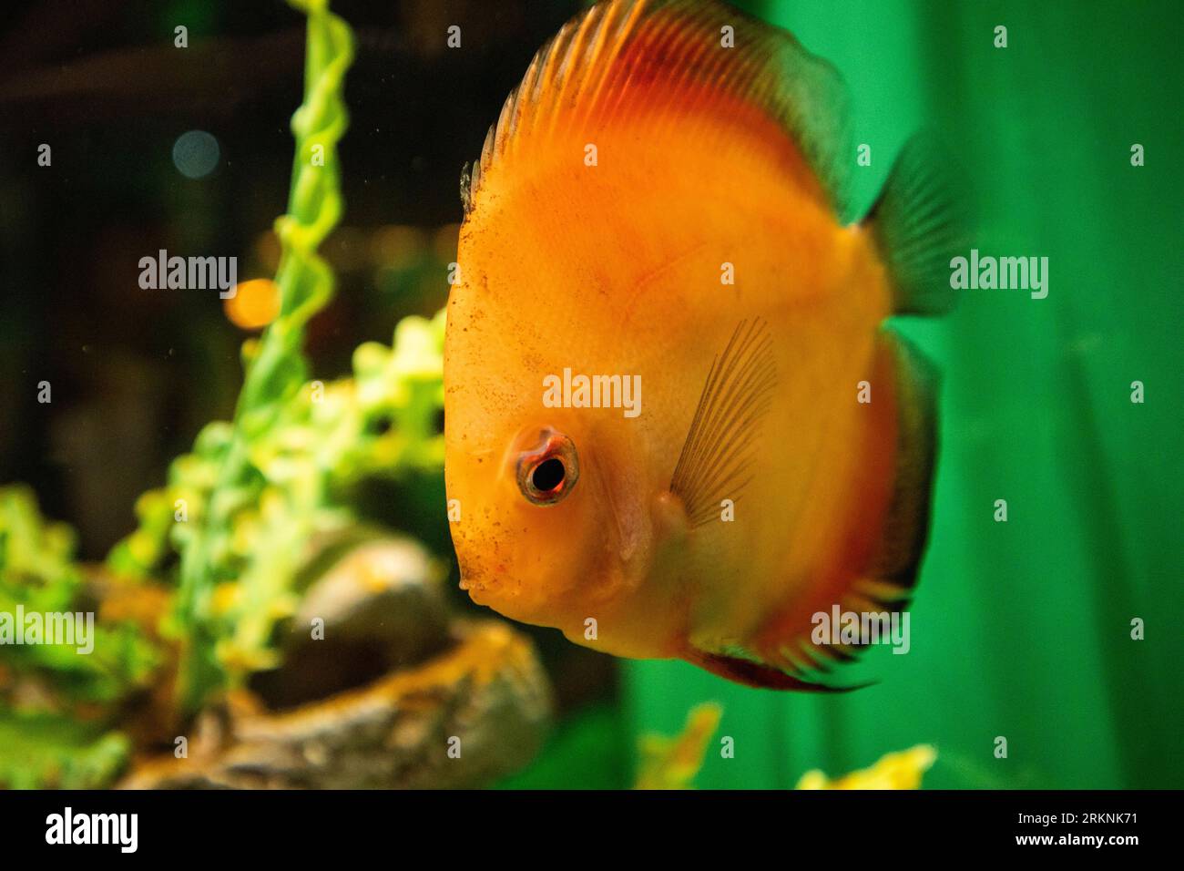 Orange fish in aquarium tank. Stock Photo