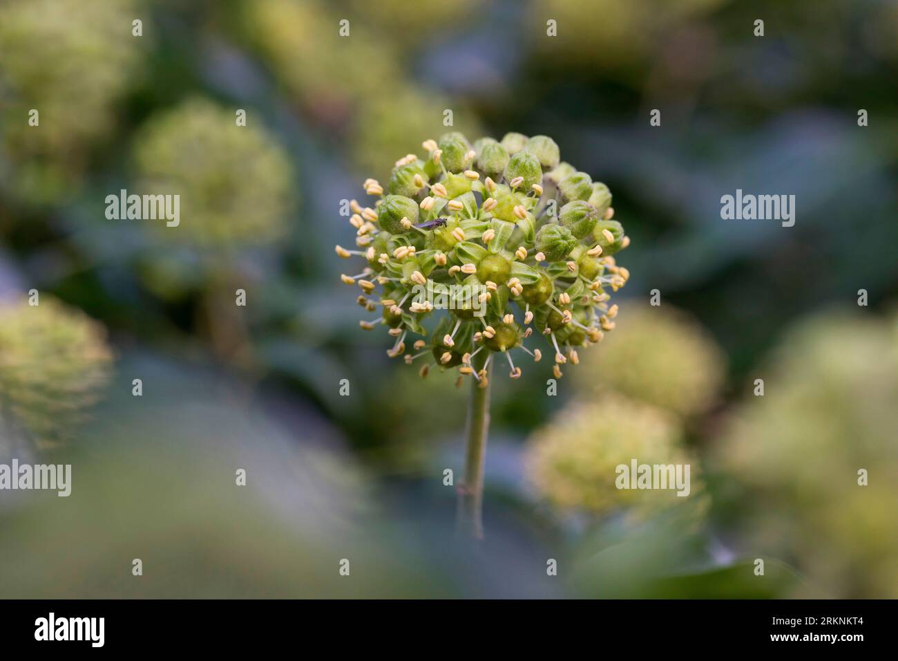 English ivy, common ivy (Hedera helix), inflorescence, Germany Stock Photo