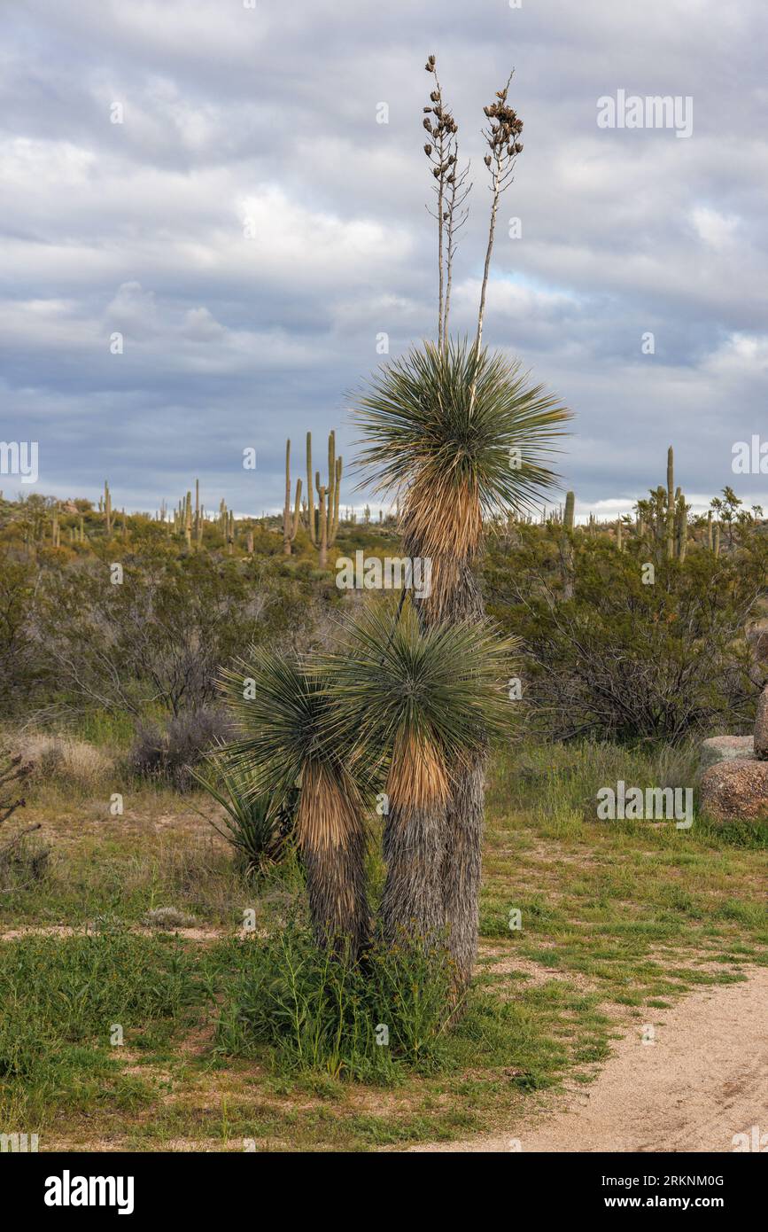 Soaptree, Soapweed, Palmella (Yucca elata), with fruits, USA, Arizona, Scottsdale Stock Photo