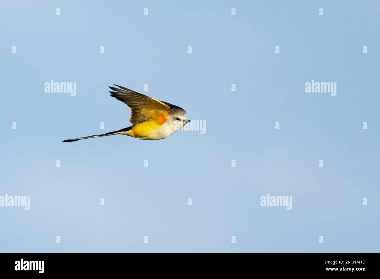 Scissor-tailed flycatcher, Texas bird-of-paradise, Swallow-tailed flycatcher (Tyrannus forficatus), adult female in flight, USA, Texas Stock Photo
