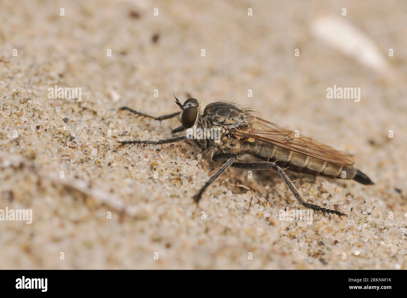 Dune Robber Fly Philonicus Albiceps On Sand Netherlands South 