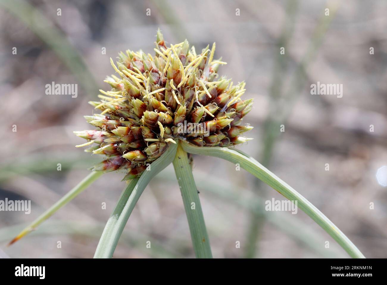 Capitate Galingale, Capitate Nut-grass (Cyperus capitatus, Cyperus maritimus, Chlorocyperus aegyptiacus), blooming on the beach, Croatia Stock Photo
