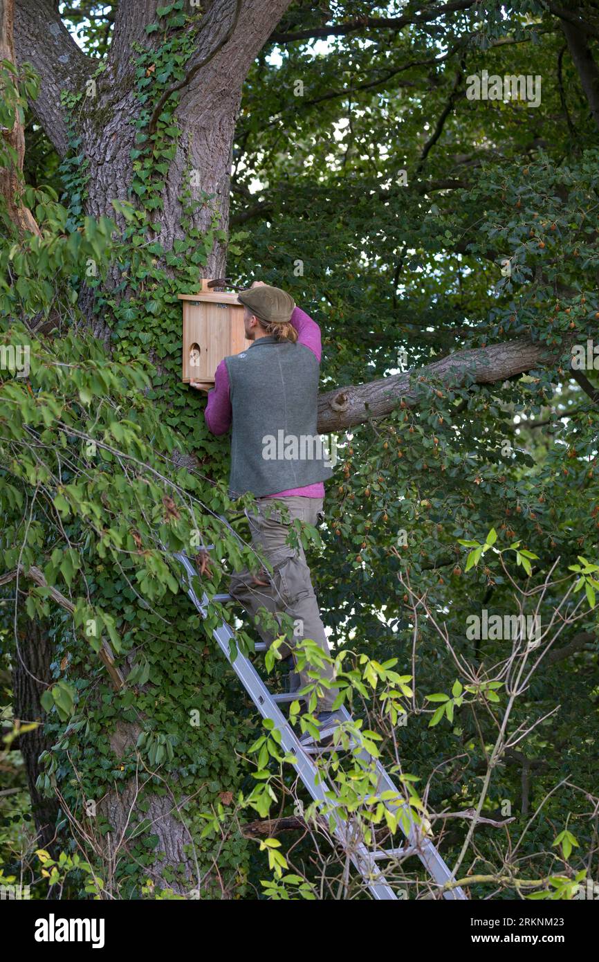 European red squirrel, Eurasian red squirrel (Sciurus vulgaris), build your own squirrel nesting box. Step 14: The finished wooden rodent is placed Stock Photo