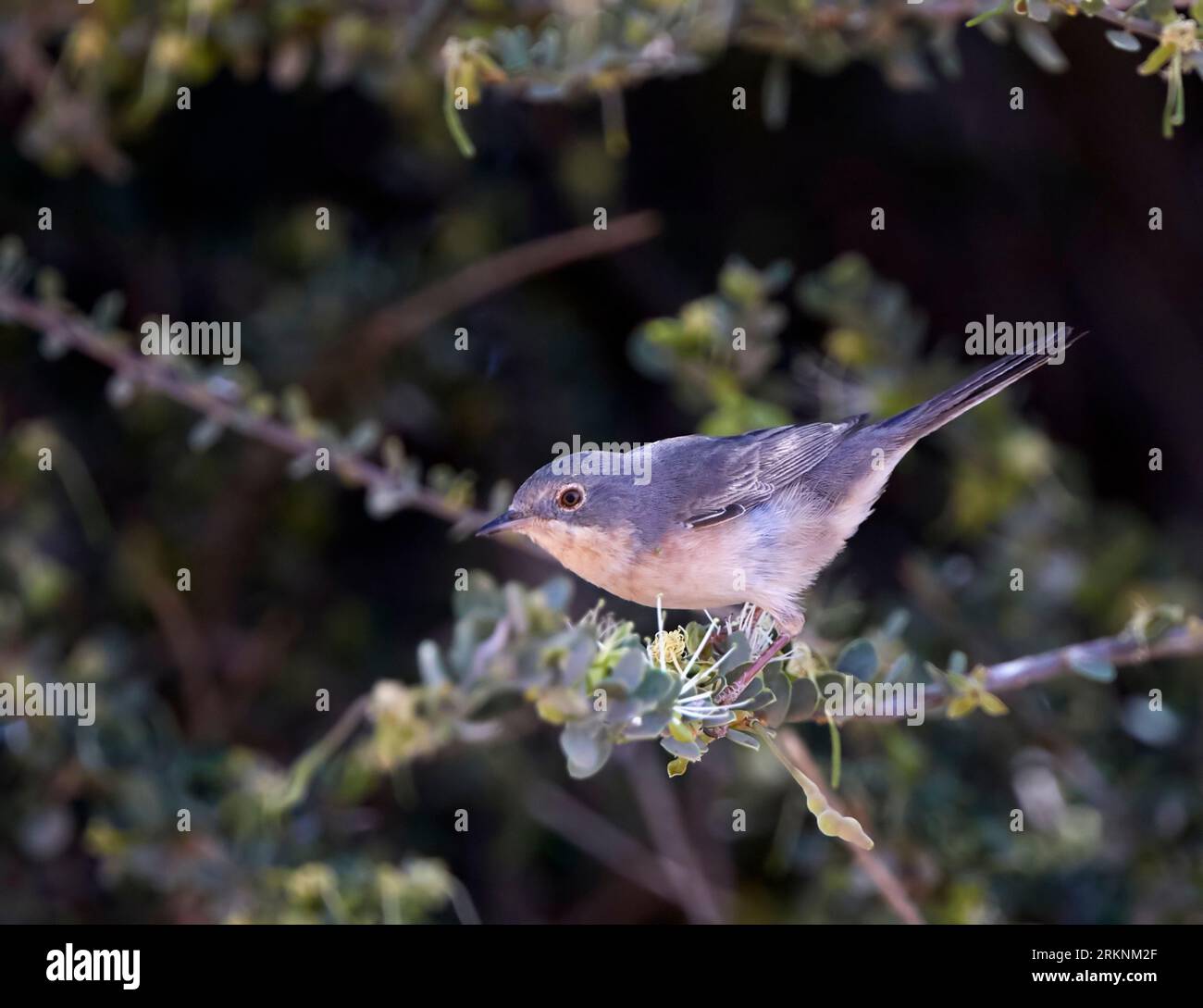 Moltoni's Warbler (Sylvia subalpina), perching on a branch, side view ...
